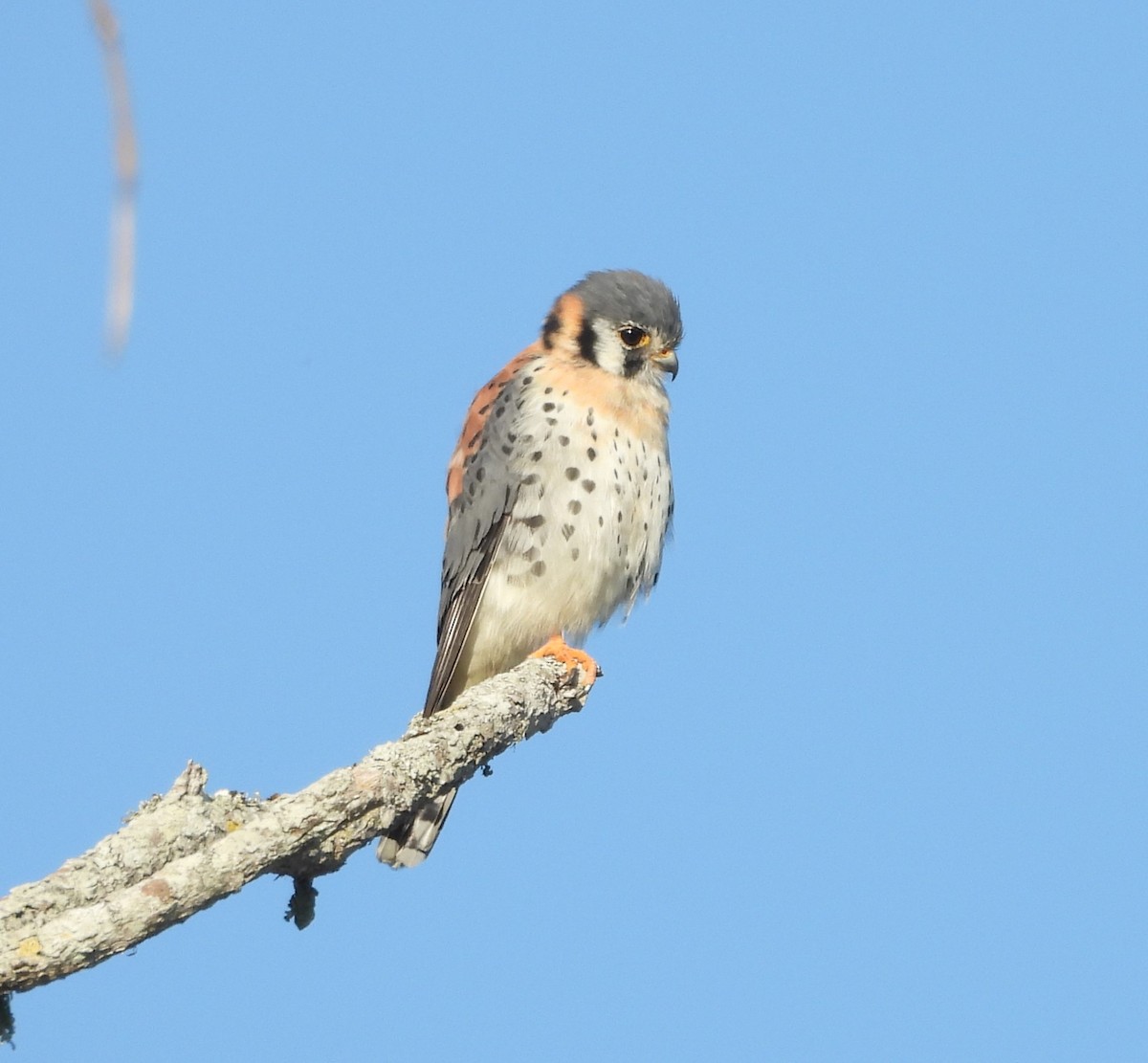 American Kestrel - ML630843630