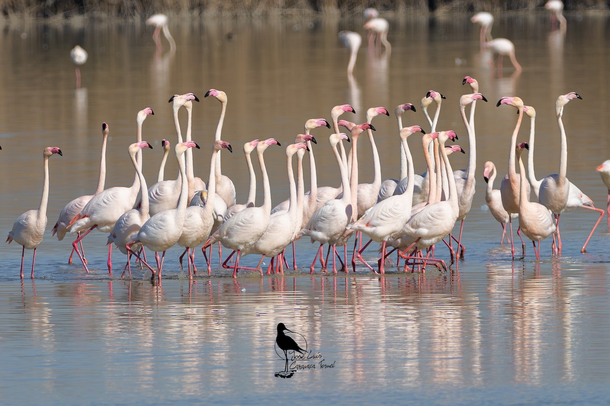 Greater Flamingo - ML630843655