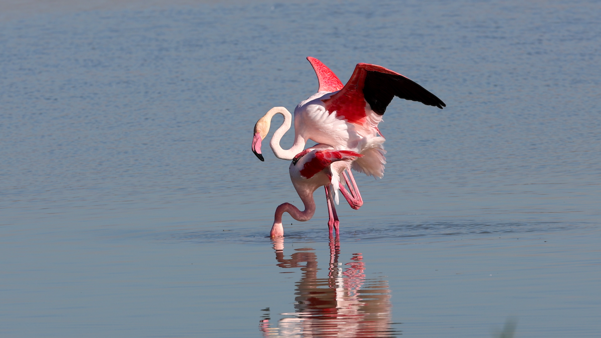 Greater Flamingo - ML630843661