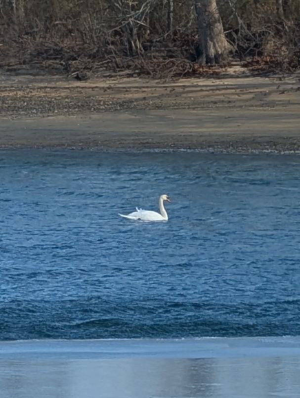 Mute Swan - ML630843681