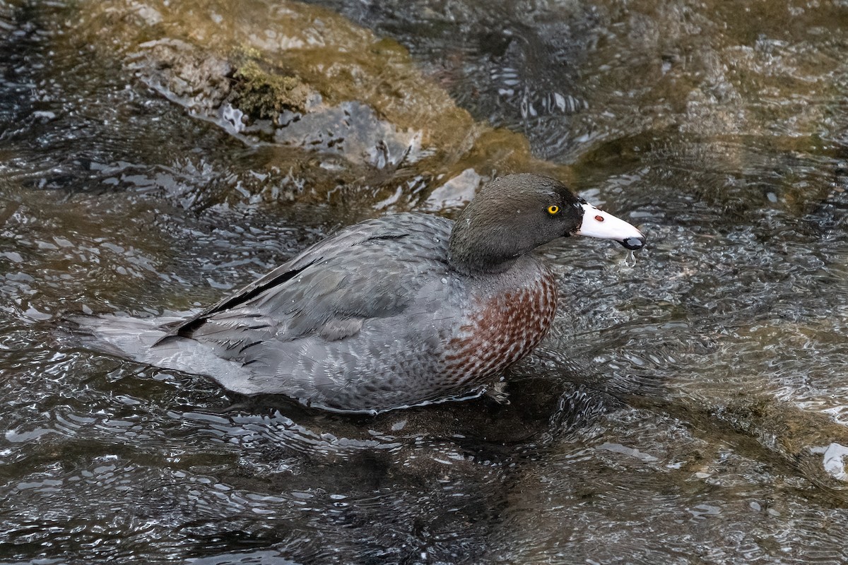 Blue Duck - ML630843685
