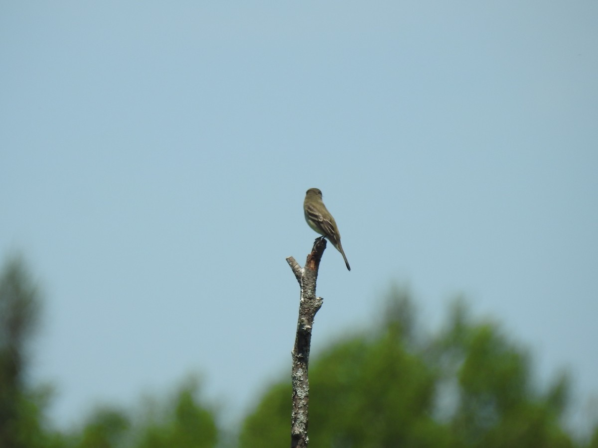 Alder Flycatcher - ML63084371