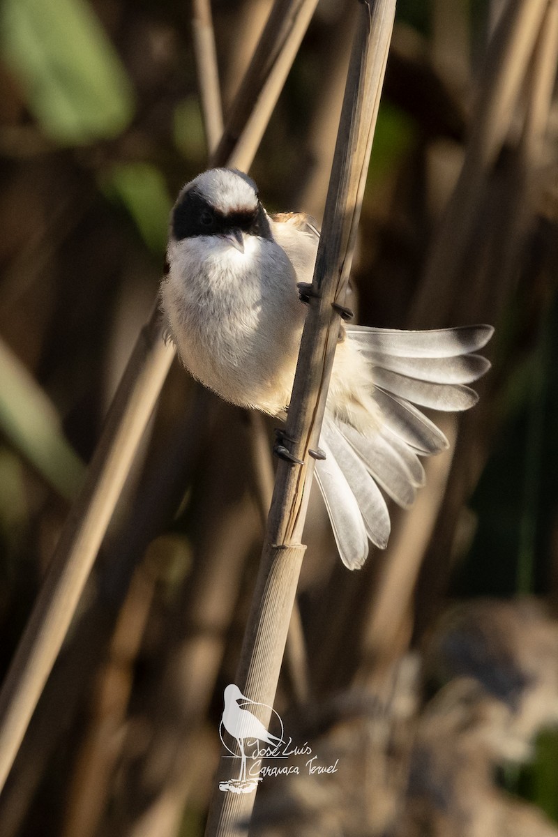 Eurasian Penduline-Tit - ML630843710