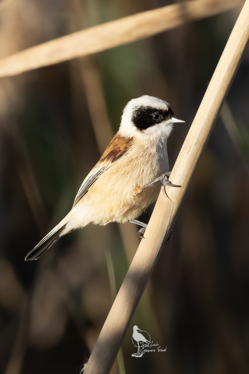 Eurasian Penduline-Tit - ML630843711