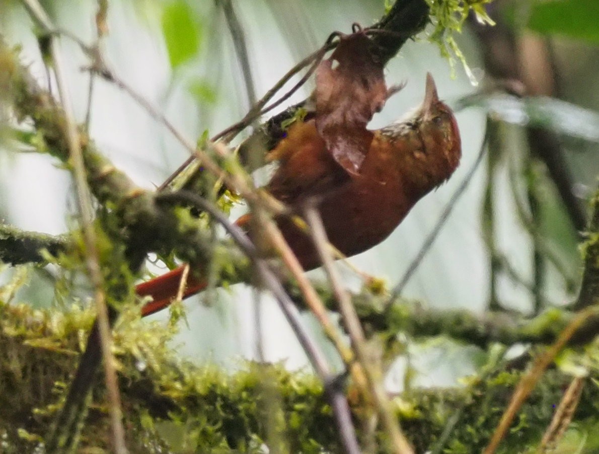Fulvous-dotted Treerunner - ML630843839