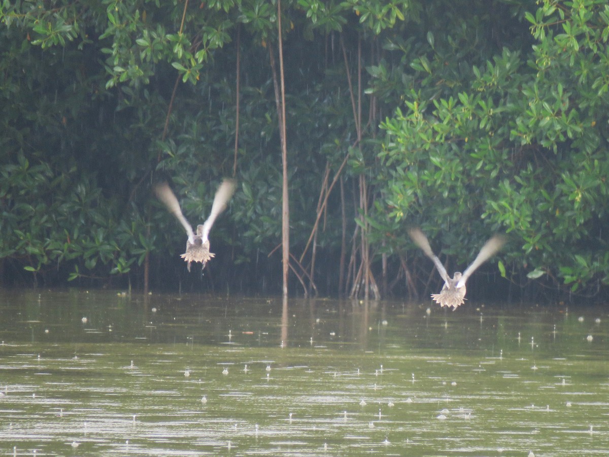 Blue-winged Teal - ML630843892