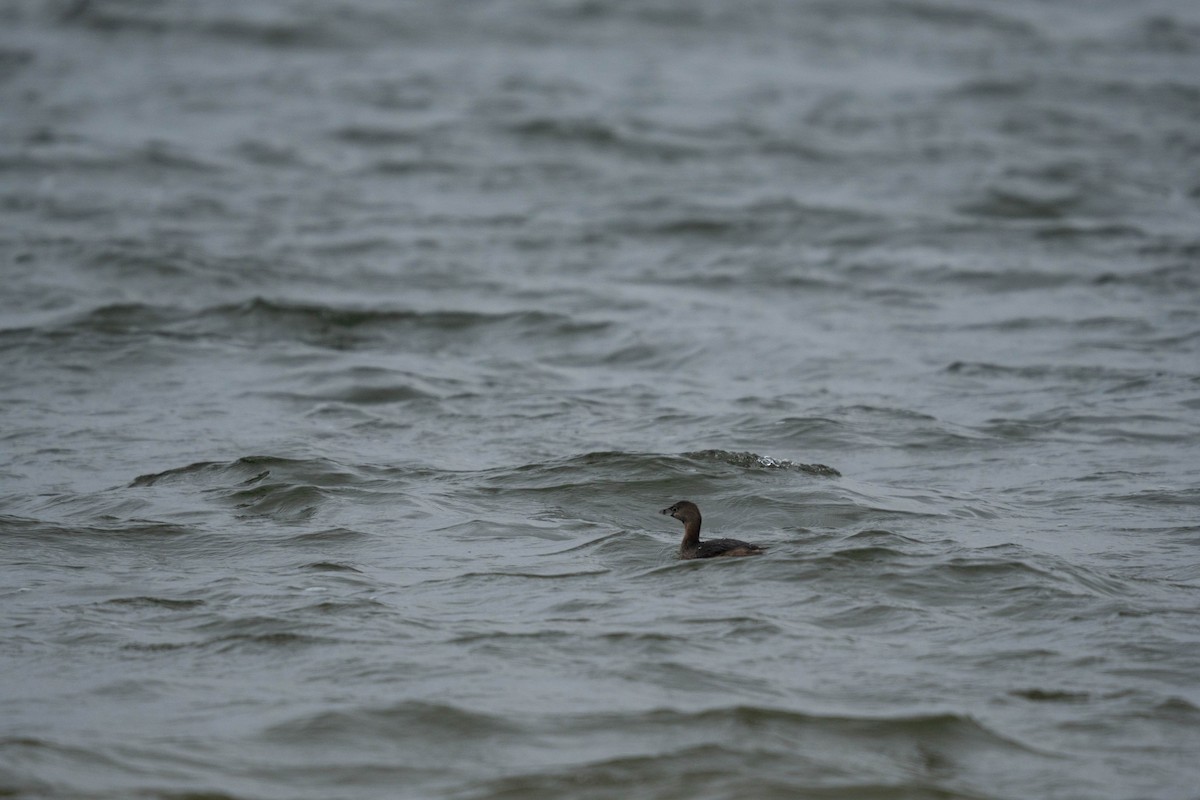 Pied-billed Grebe - ML630843896