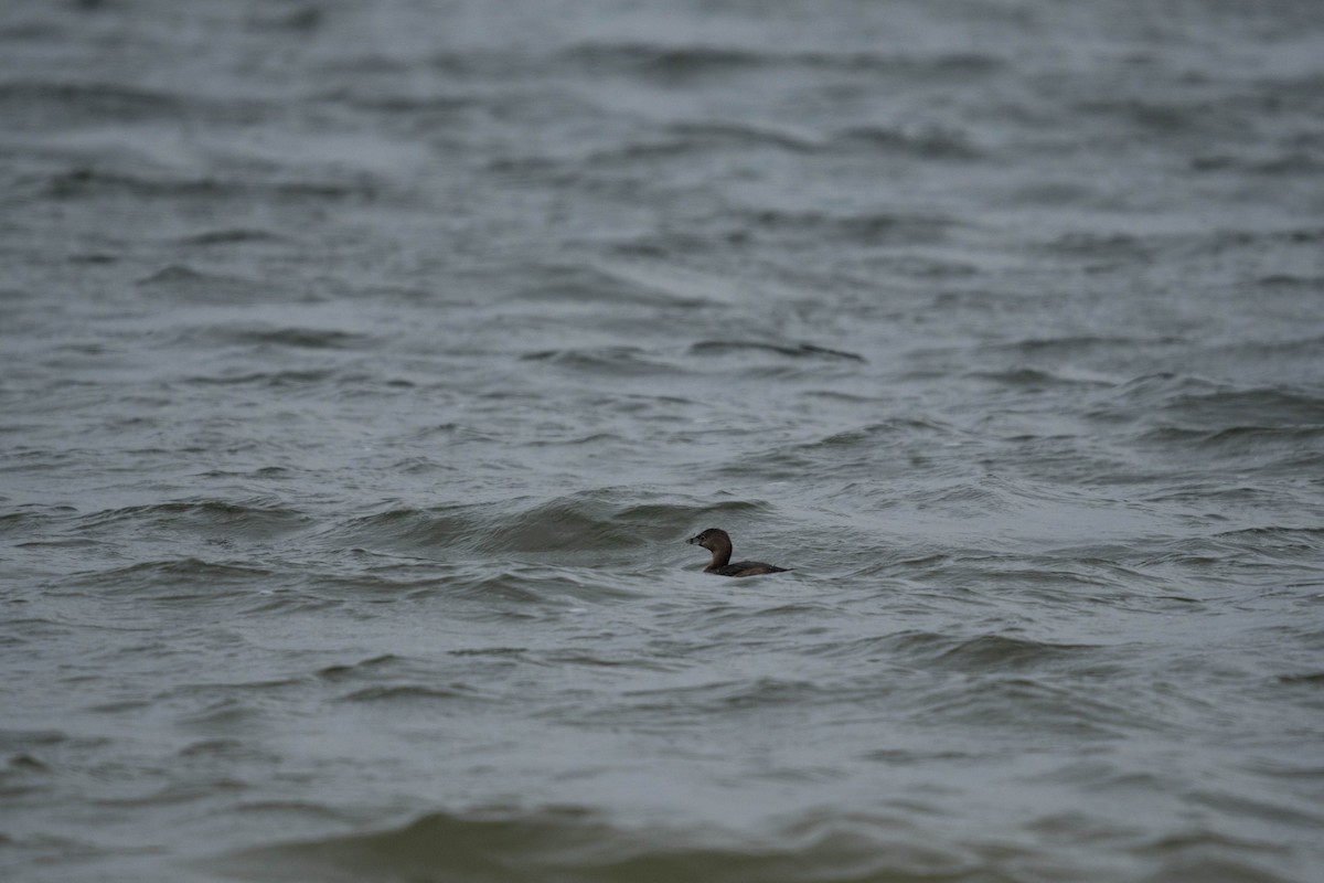 Pied-billed Grebe - ML630843897