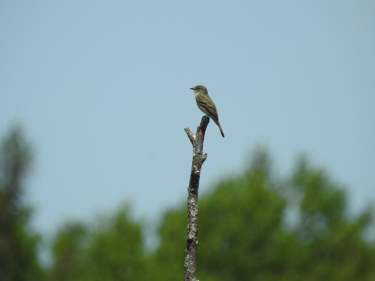 Alder Flycatcher - ML63084391