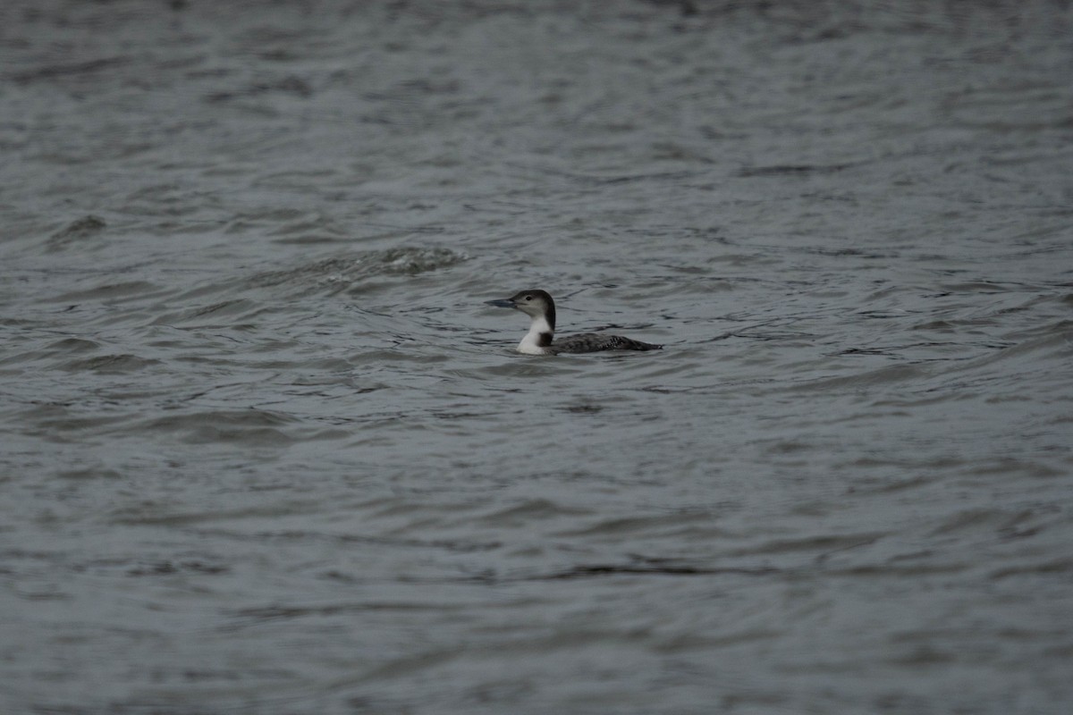 Common Loon - ML630843951