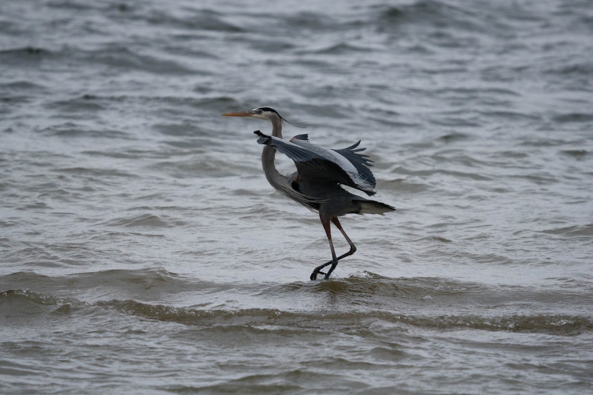 Great Blue Heron - ML630843978