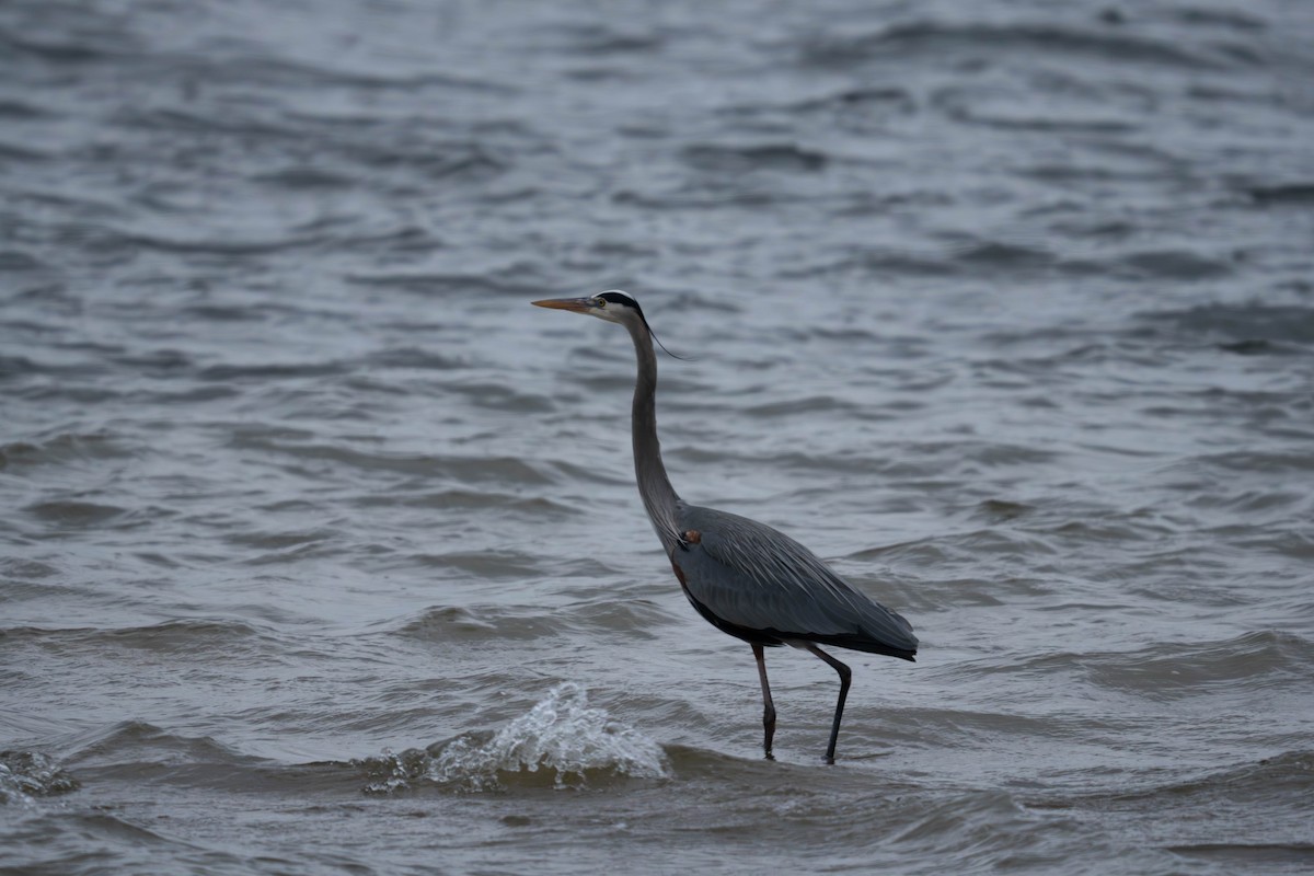 Great Blue Heron - ML630844282