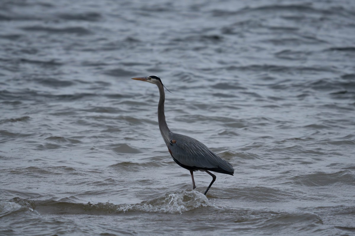 Great Blue Heron - ML630844283