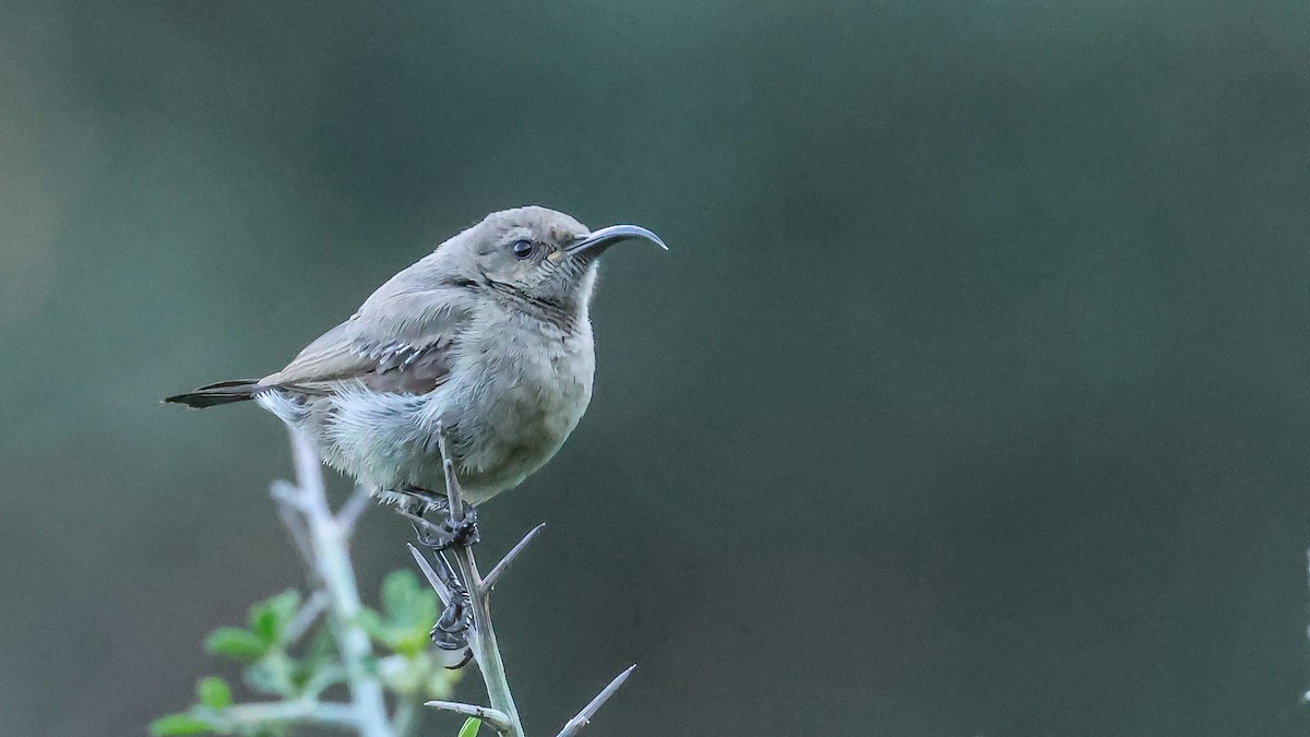 strdimil palestinský - ML630844321
