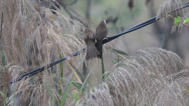 Spiny Babbler - ML630844325