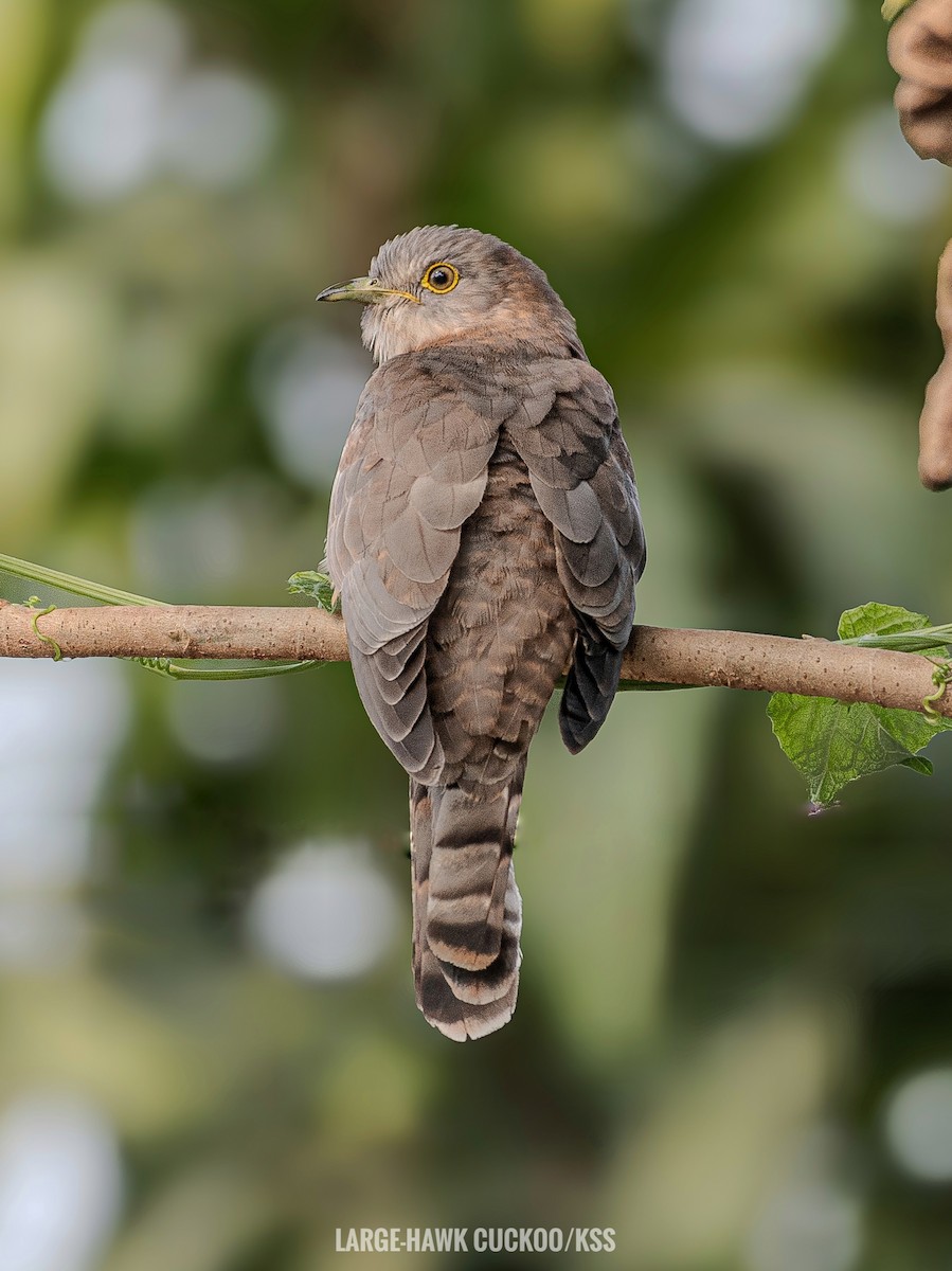Large Hawk-Cuckoo - ML630844345