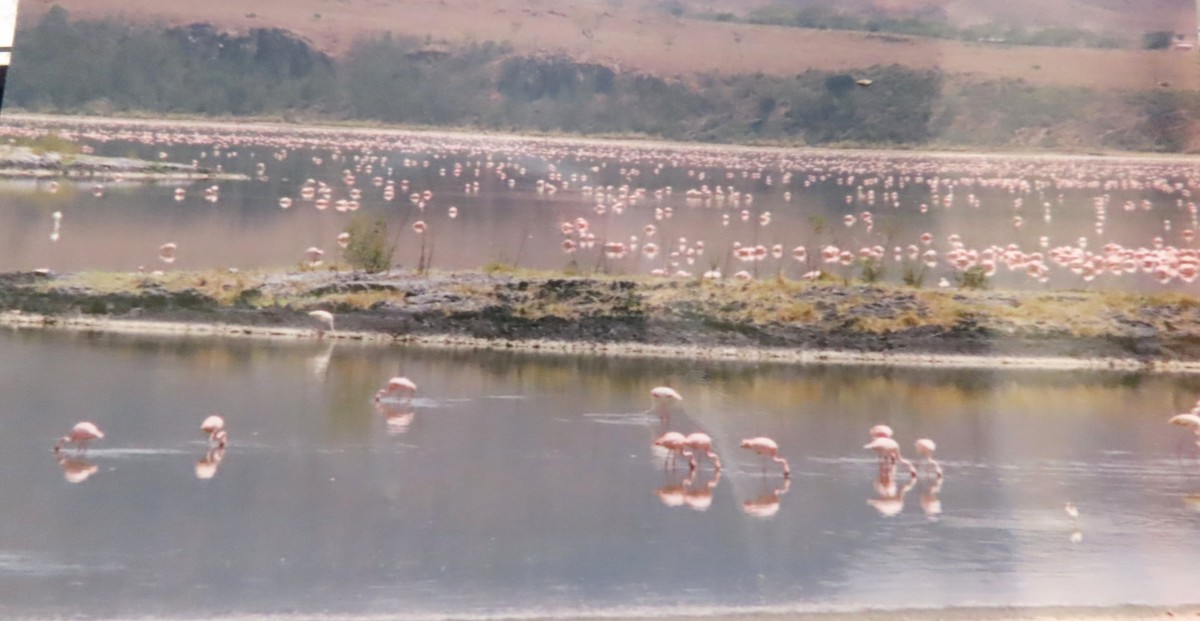 Greater Flamingo - ML630844427