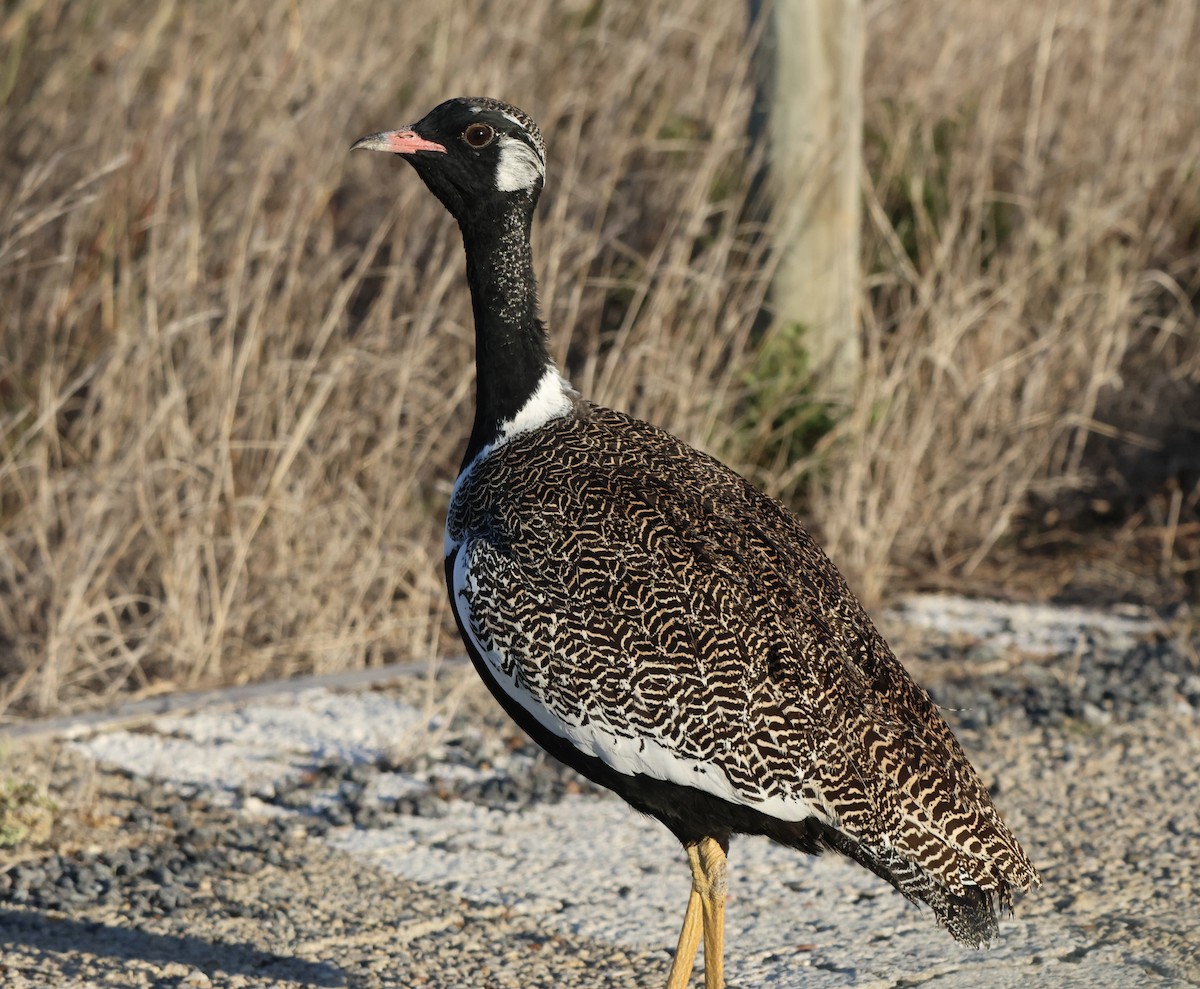 Black Bustard - Luke Goddard