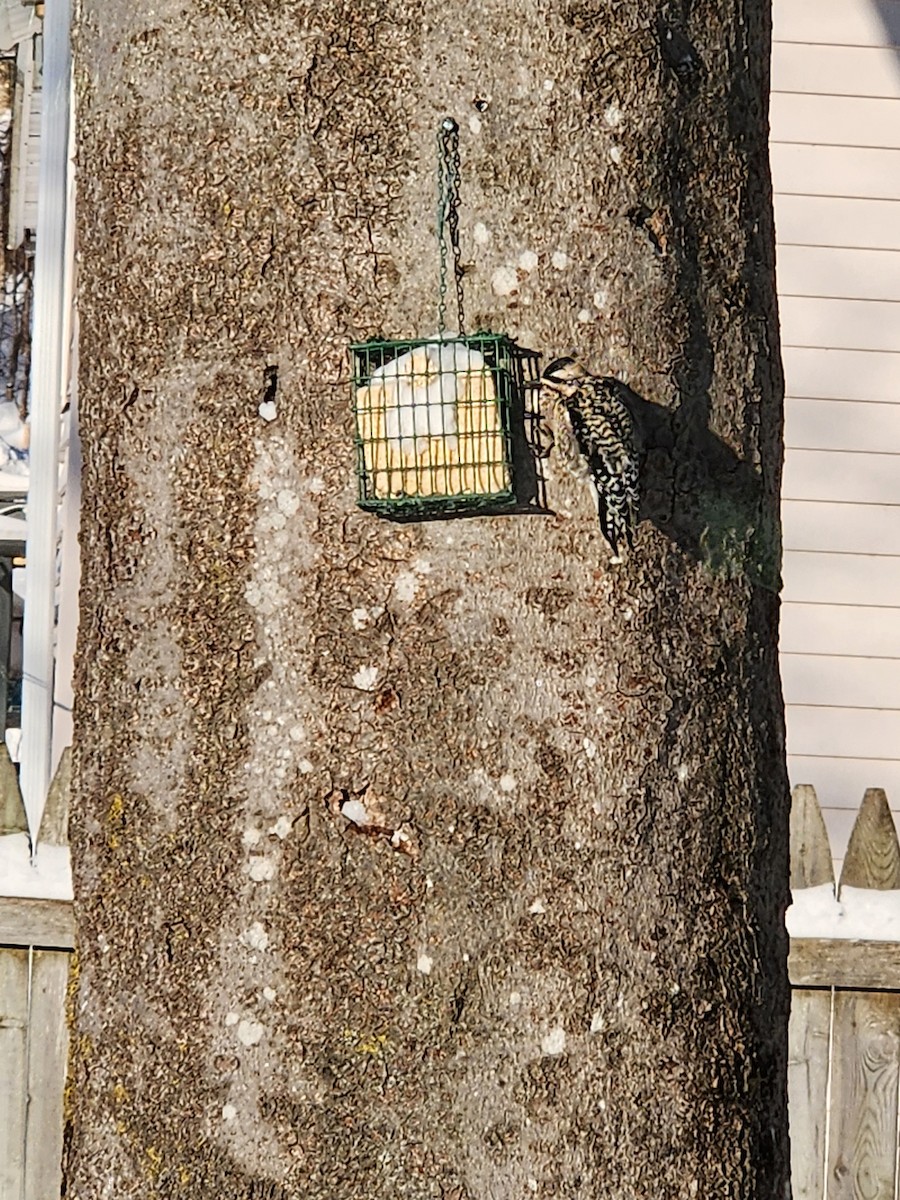 Yellow-bellied Sapsucker - ML630844580