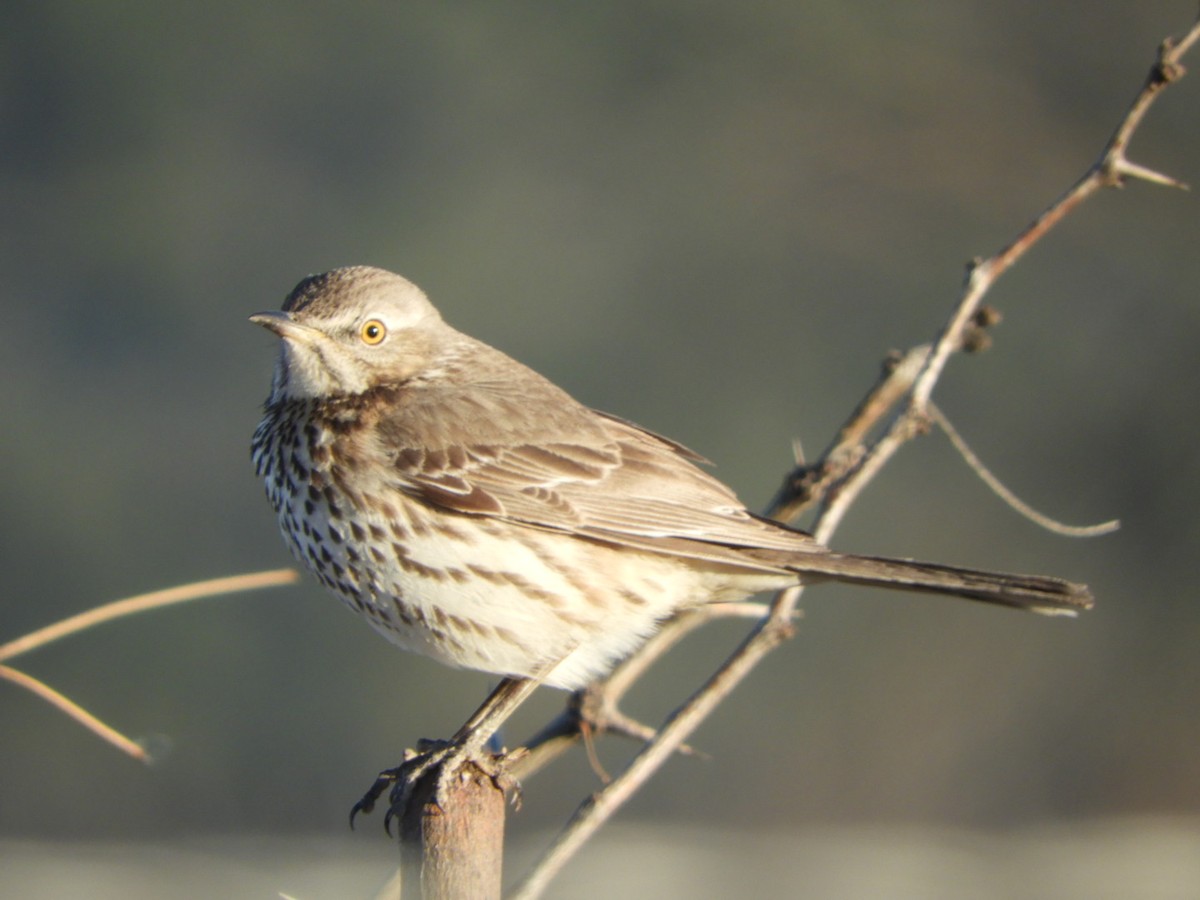 Sage Thrasher - ML630844608