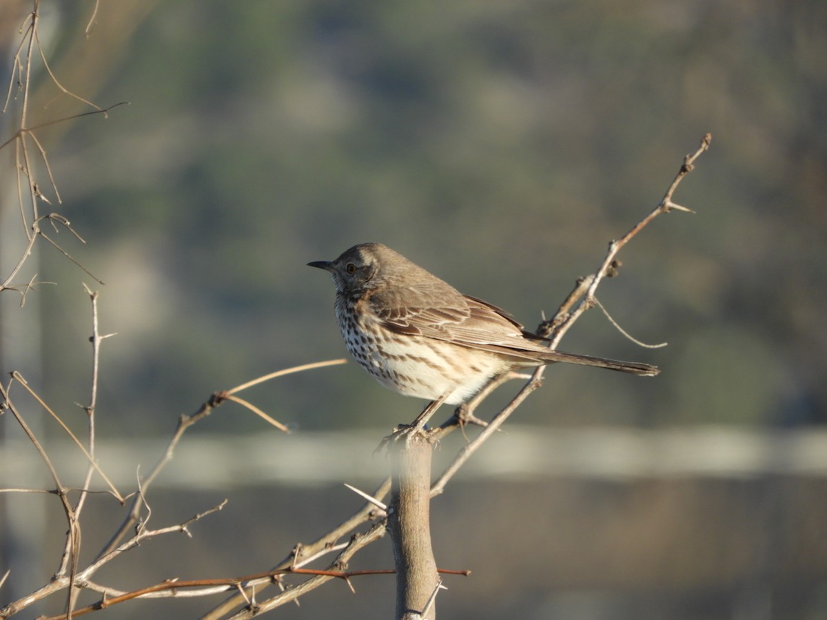 Sage Thrasher - ML630844609