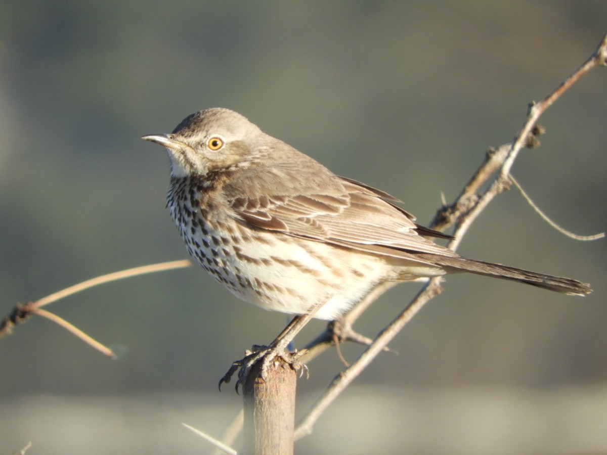 Sage Thrasher - ML630844610
