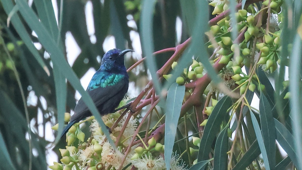 strdimil palestinský - ML630844653
