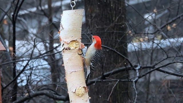 Red-bellied Woodpecker - ML630844720
