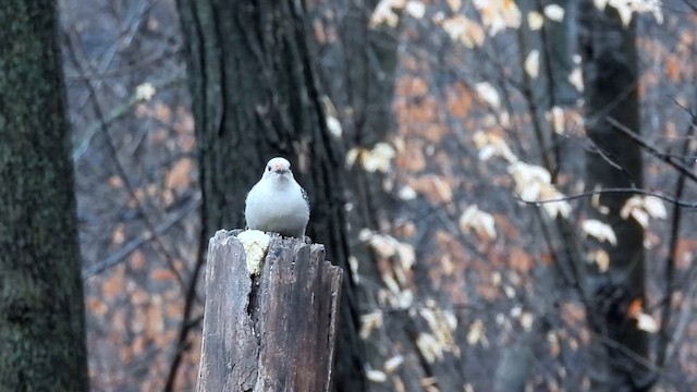 Red-bellied Woodpecker - ML630844749