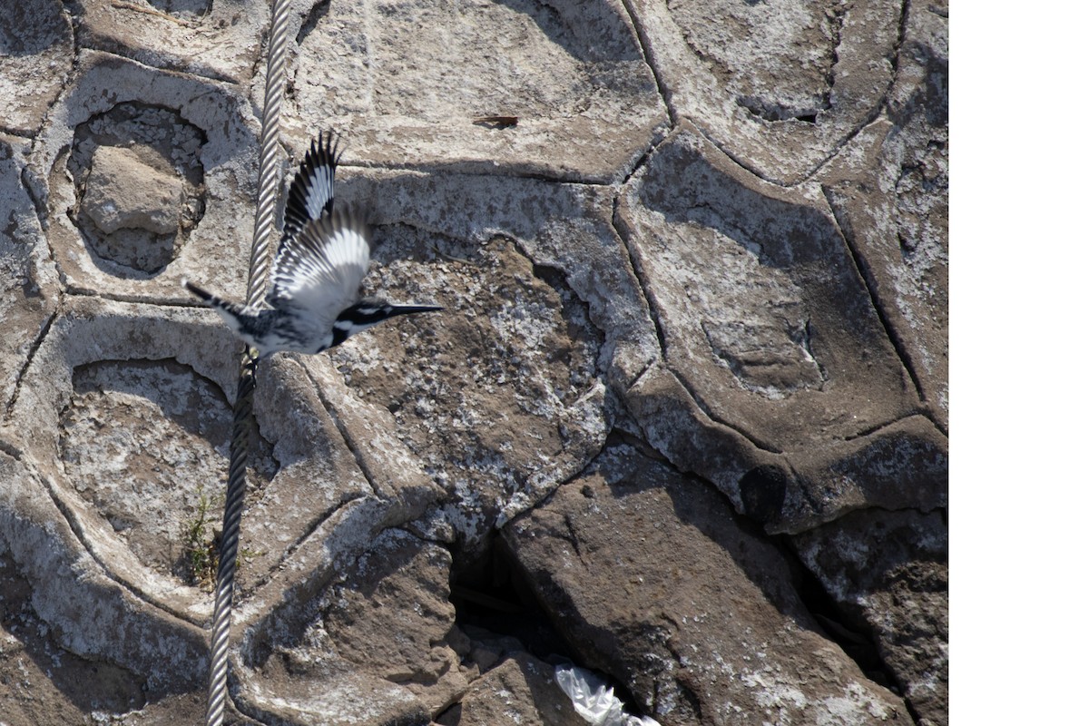 Pied Kingfisher - ML630845045