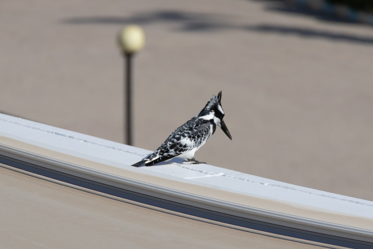 Pied Kingfisher - ML630845161