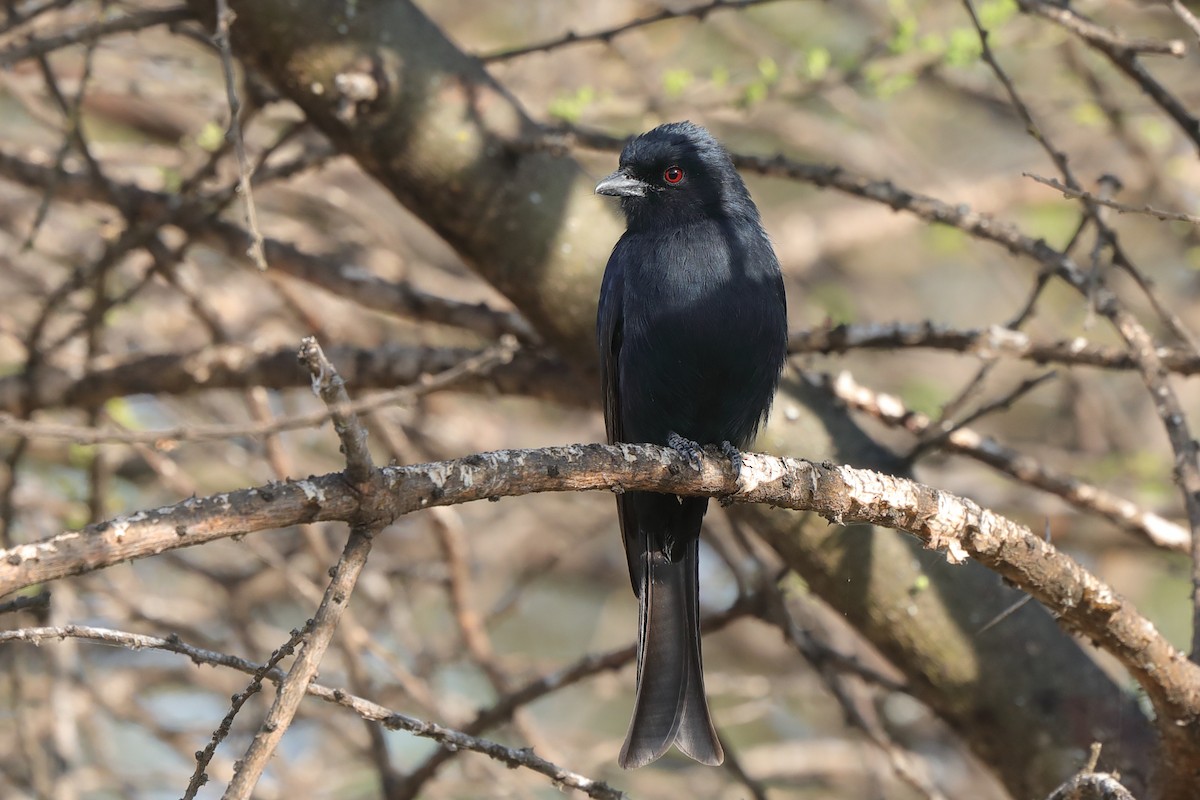 Fork-tailed Drongo - ML630845210