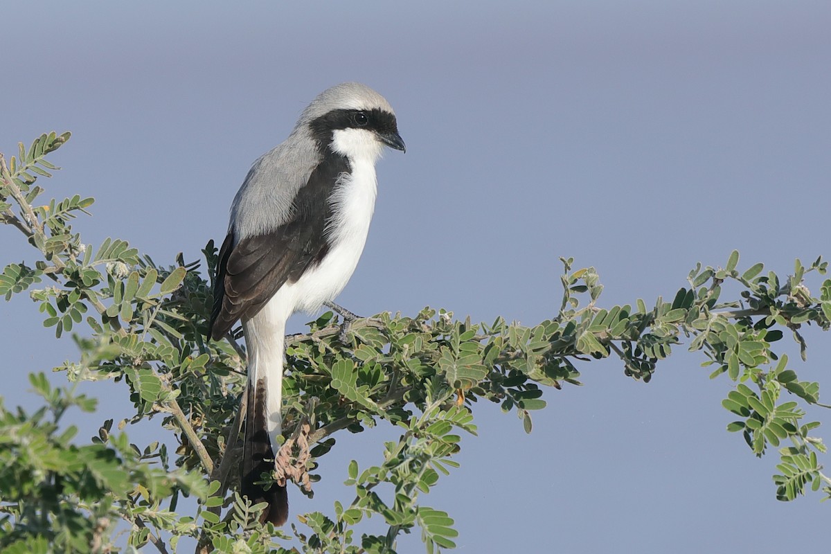 Gray-backed Fiscal - ML630845235