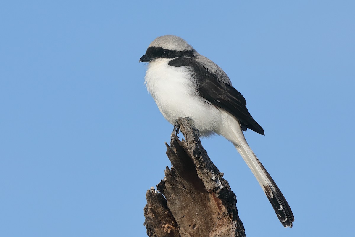Gray-backed Fiscal - ML630845236