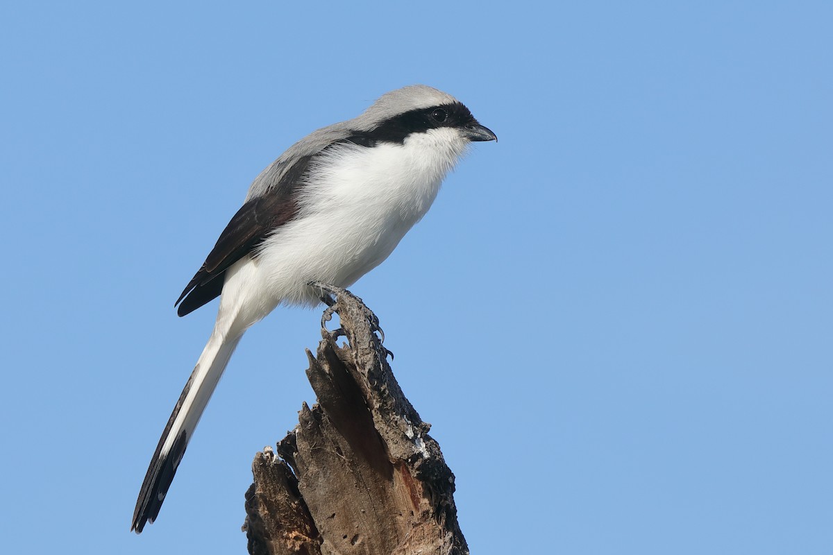 Gray-backed Fiscal - ML630845237