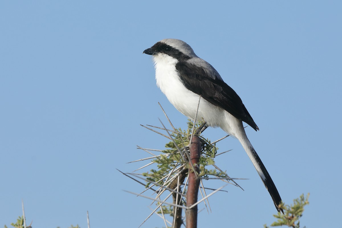 Gray-backed Fiscal - ML630845238