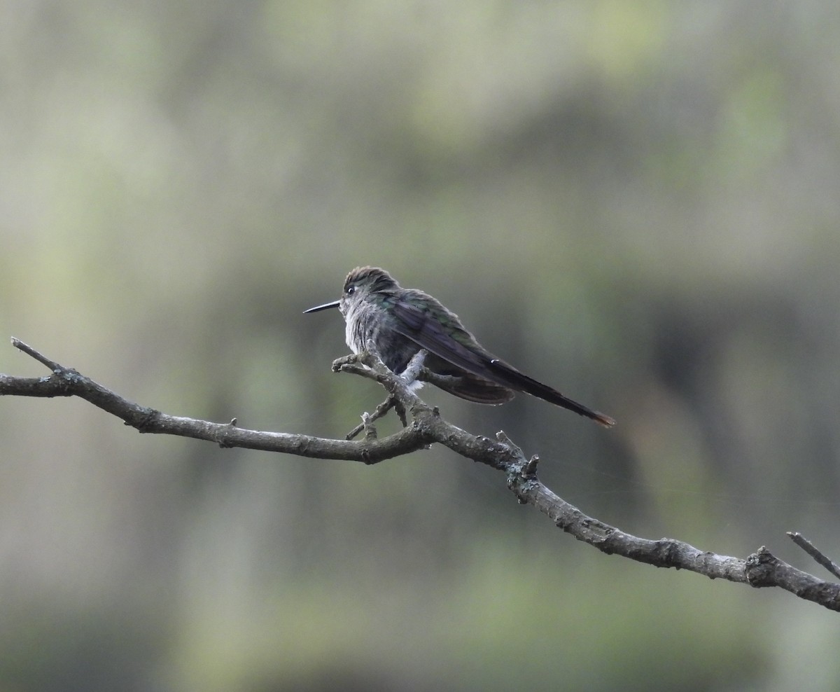 gråbukkolibri - ML630845261