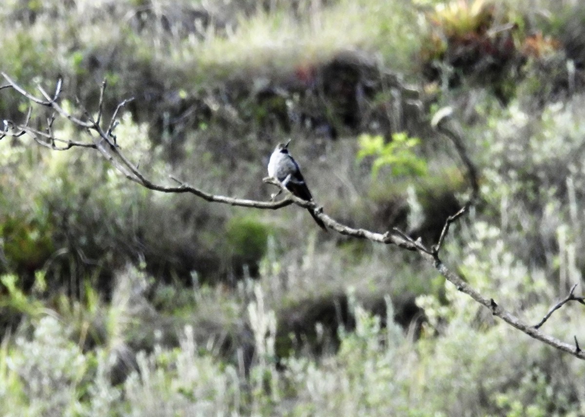 gråbukkolibri - ML630845265