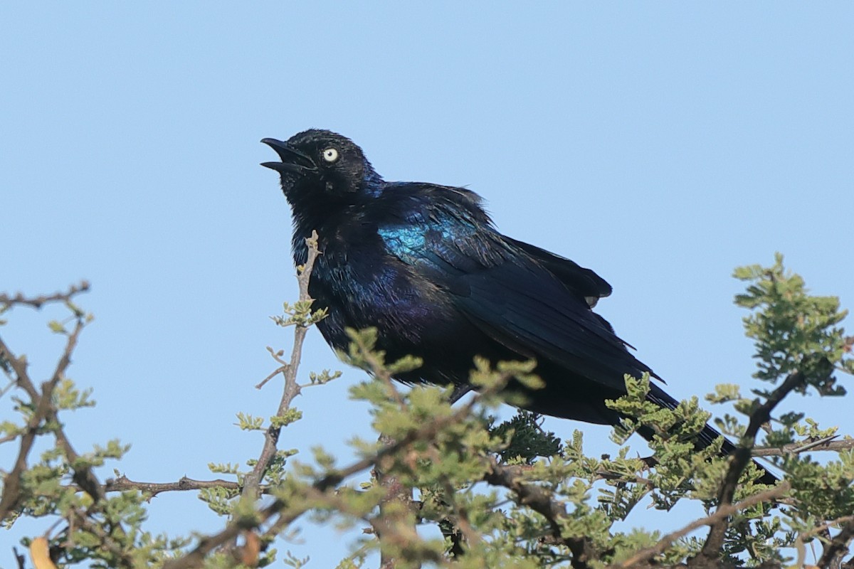 Rüppell's Starling - ML630845269