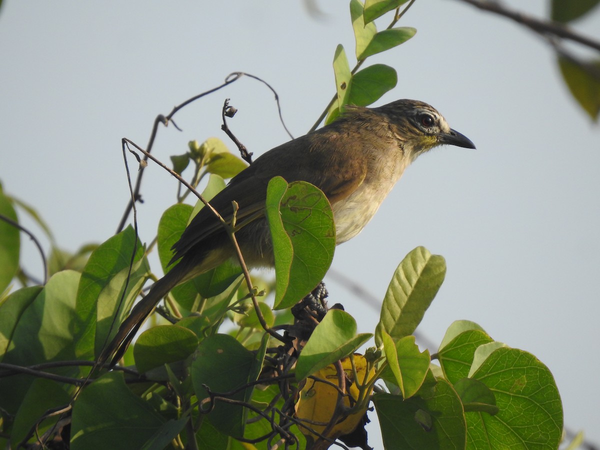 White-browed Bulbul - ML630845283