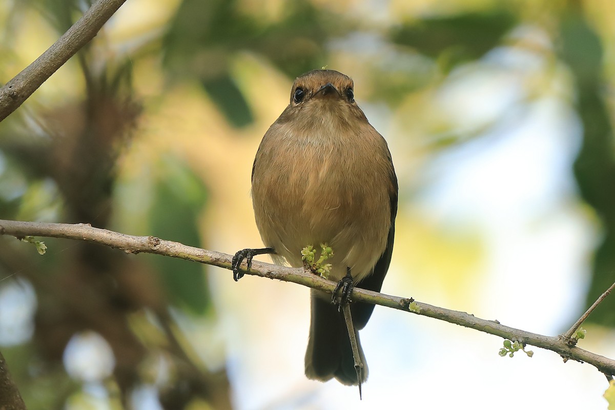African Gray Flycatcher - ML630845291