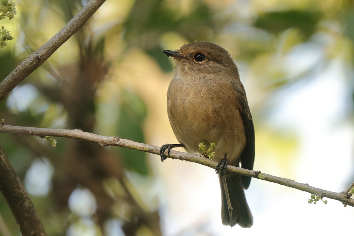 African Gray Flycatcher - ML630845292