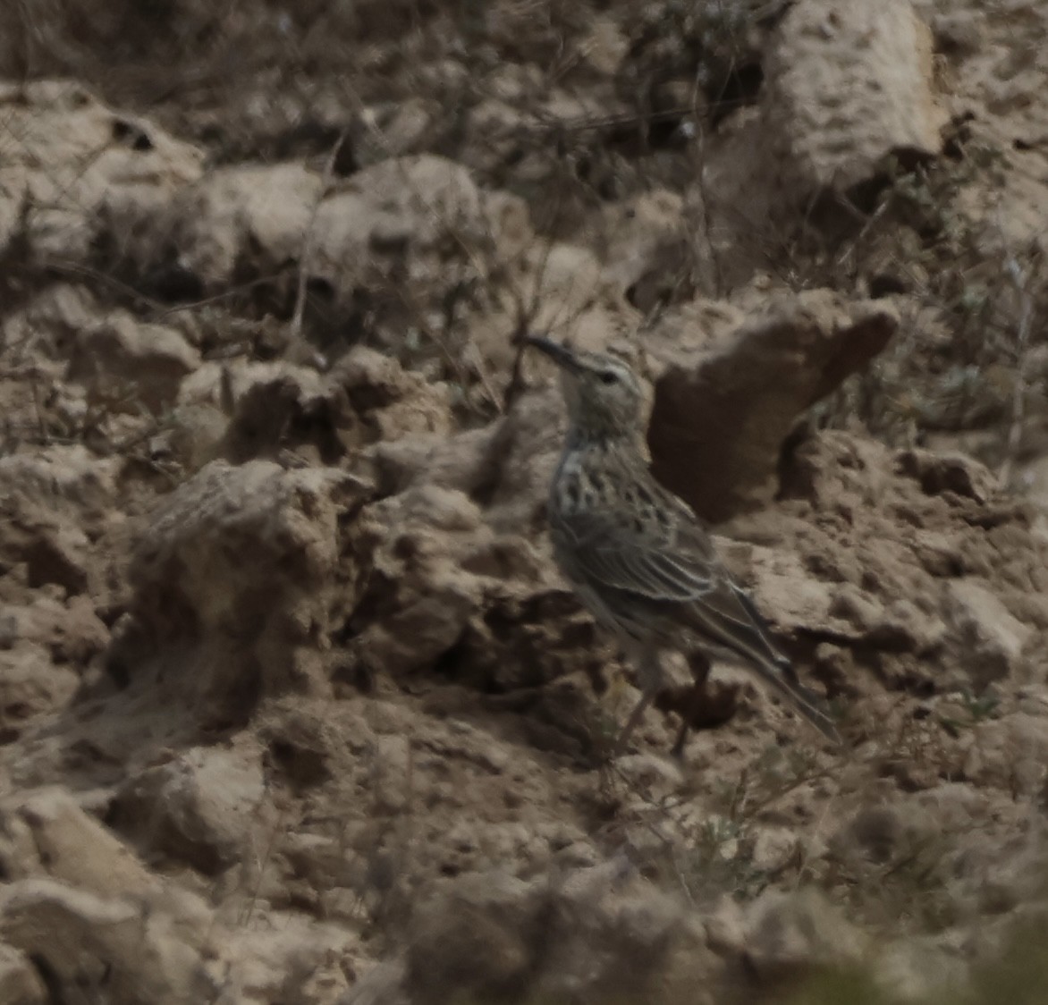 Cape Long-billed Lark (Cape) - ML630845324