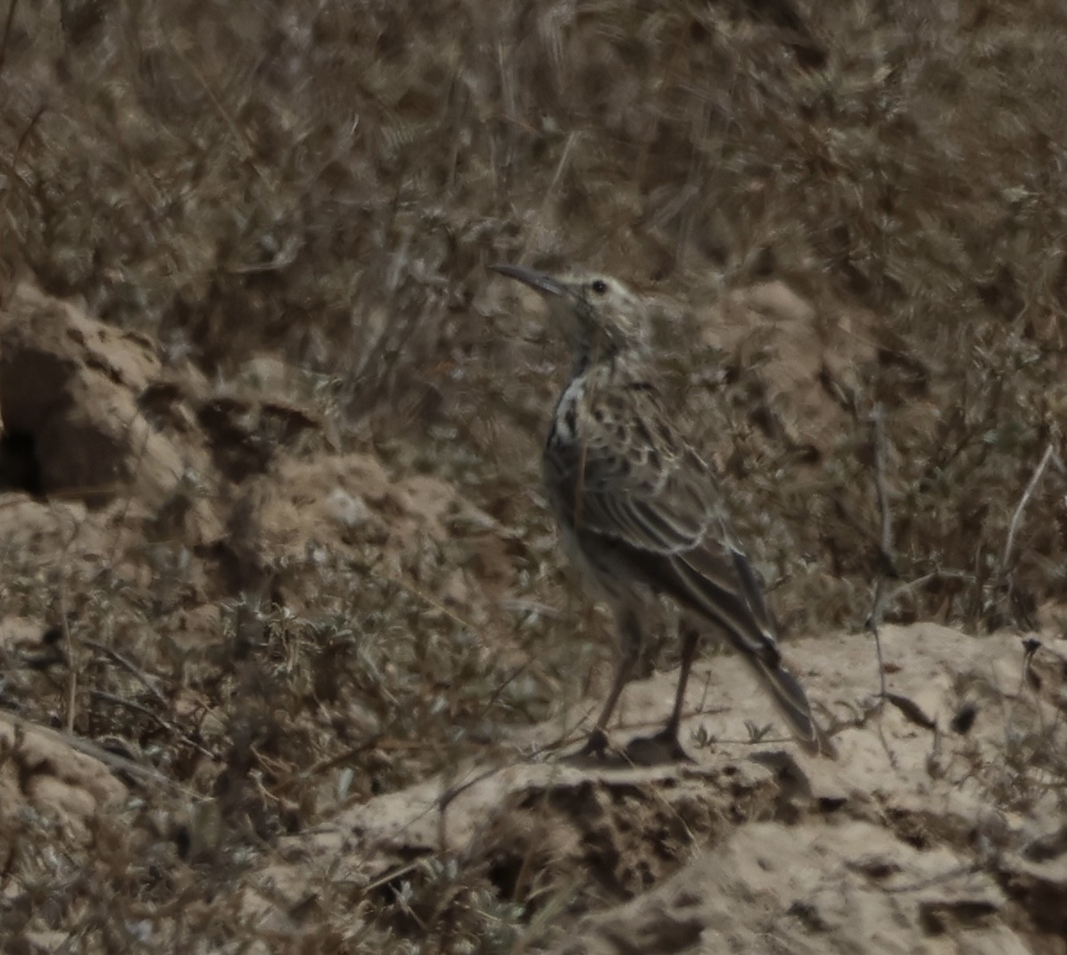 Cape Long-billed Lark (Cape) - ML630845325