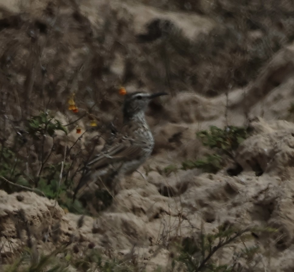 Cape Long-billed Lark (Cape) - ML630845326