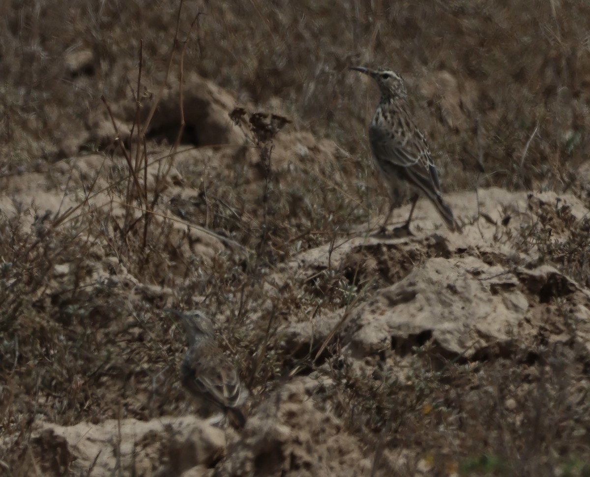 Cape Long-billed Lark (Cape) - ML630845327