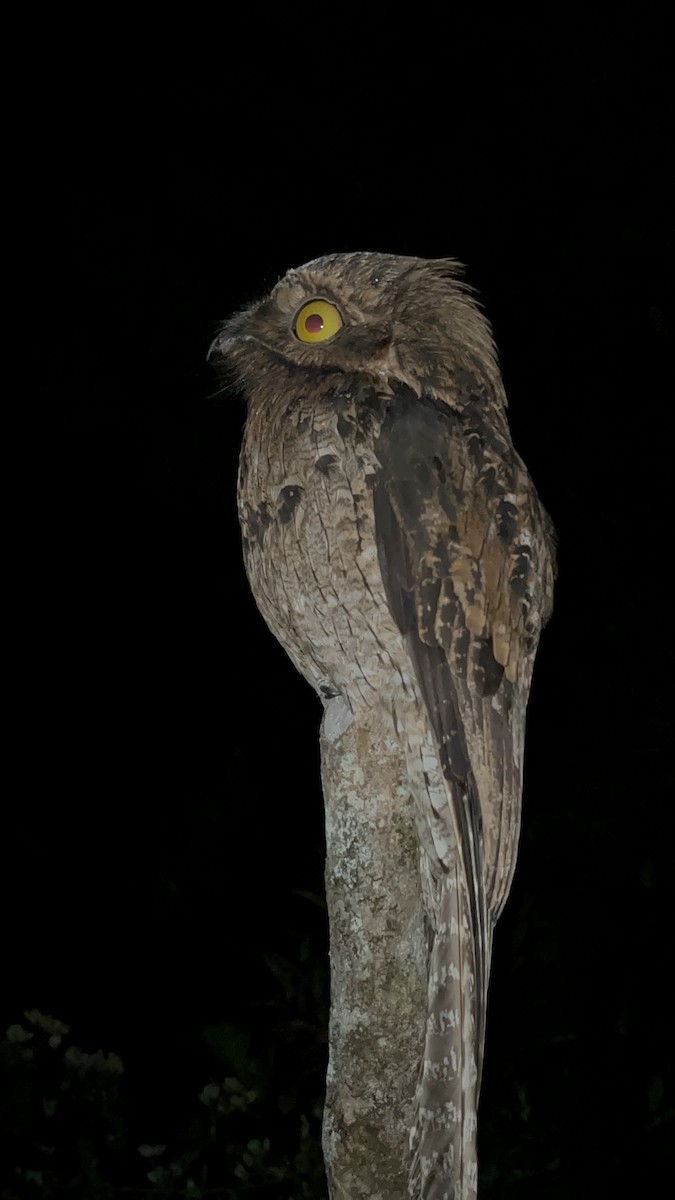 Urutau Putusu - ML630845328