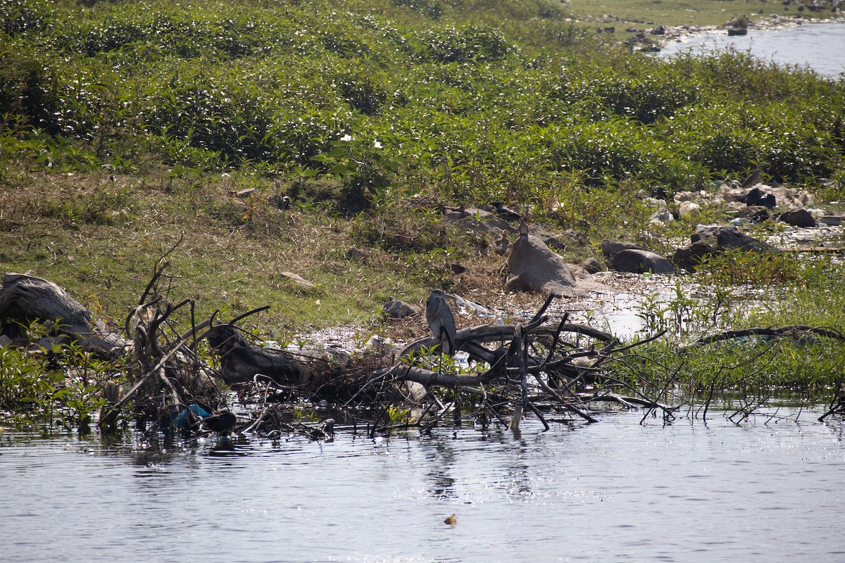 Gray Heron - ML630845434