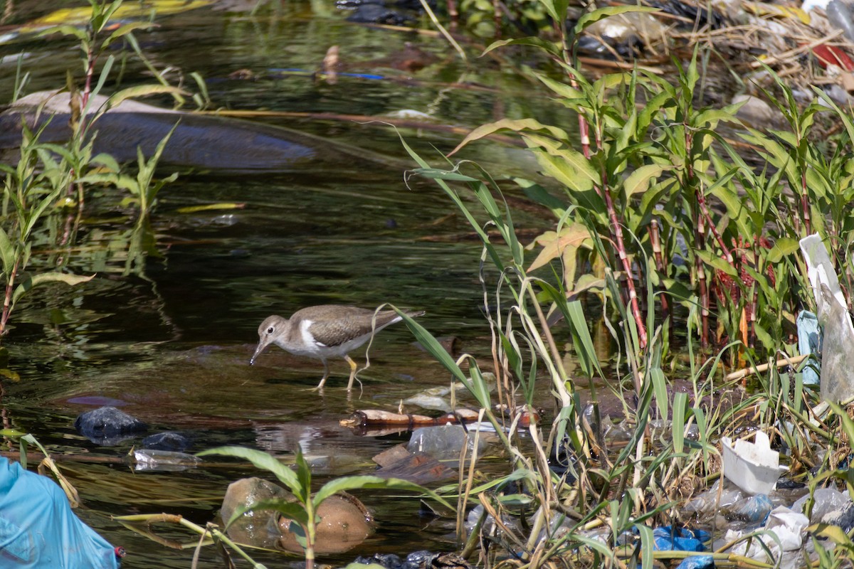 Common Sandpiper - ML630845491