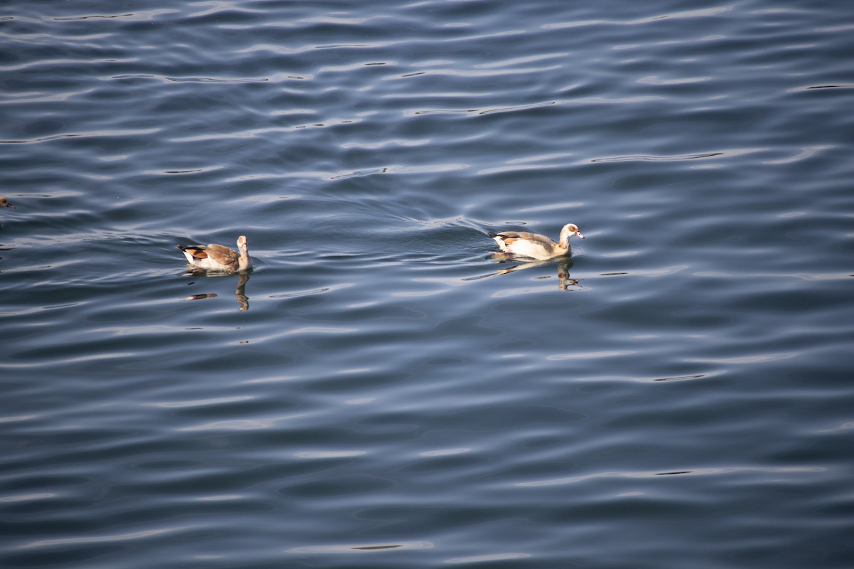 Egyptian Goose - ML630845546